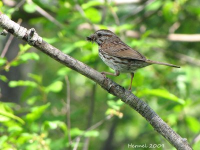 Bruant chanteur - Song Sparrow