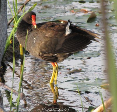 Gallinule poule-d'eau - Common Moorhen