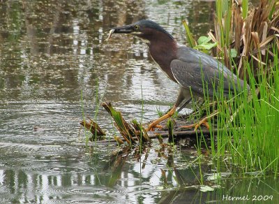 Hron vert - Green Heron