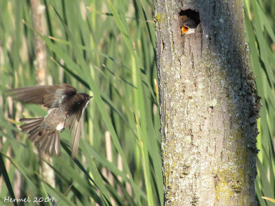 Hirondelle bicolore - Tree Swallow