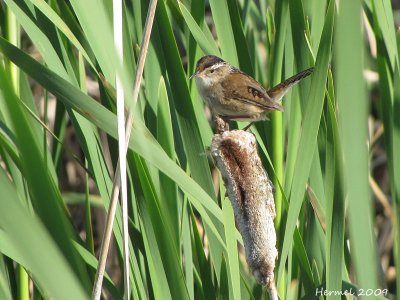 Troglodyte des marais - Marsh Wren