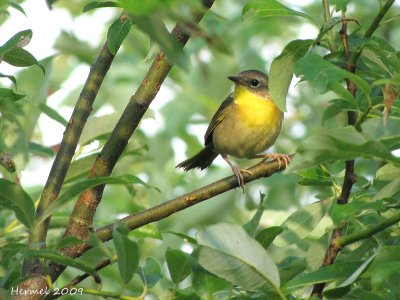 Paruline masquée - Common Yellowthroat