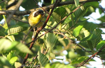 Paruline masquée - Common Yellowthroat