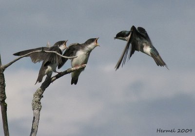 Hirondelle bicolore - Tree Swallow