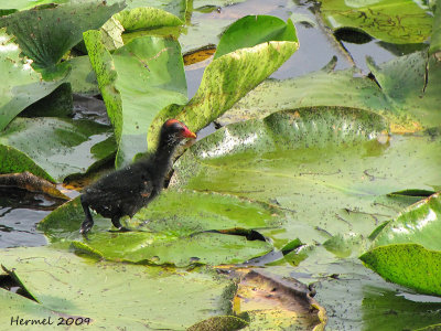 Gallinule poule-d'eau - Common Moorhen