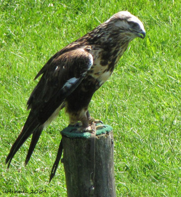 Buse pattue - Rough-legged Hawk