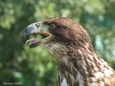 Pygargue  tte blanche(immature) - Bald Eagle (juvenile)