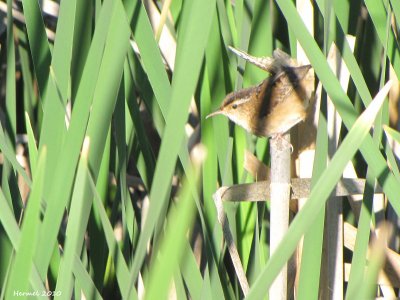Troglodyte des marais - Marsh Wren