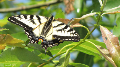 Papillon tigr - Tiger Swallowtail