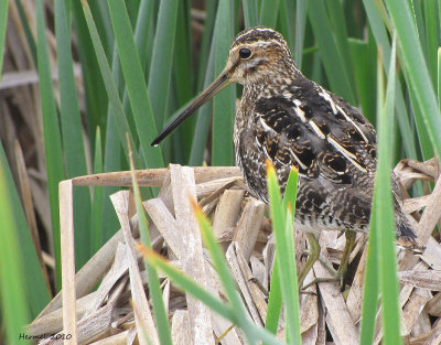 Bcassine de Wilson - Wilson's Snipe