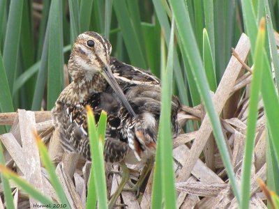 Bcassine de Wilson - Wilson's Snipe