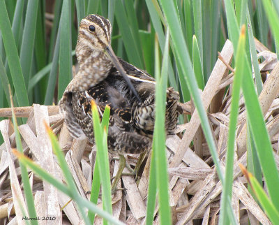 Bcassine de Wilson - Wilson's Snipe