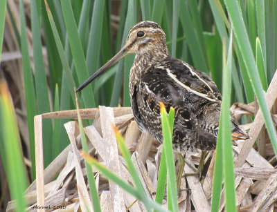 Bcassine de Wilson - Wilson's Snipe