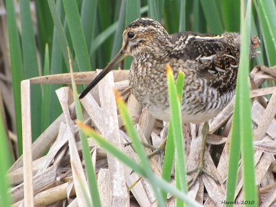 Bcassine de Wilson - Wilson's Snipe