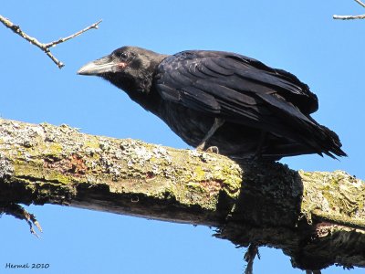 Grand Corbeau immature - Juvenile common Raven