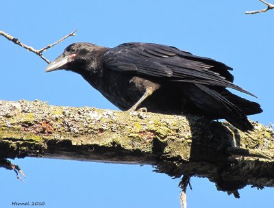 Grand Corbeau - Common Raven