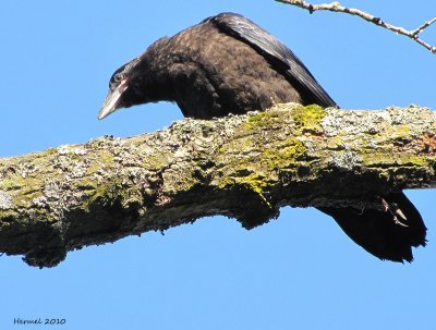 Grand Corbeau - Common Raven