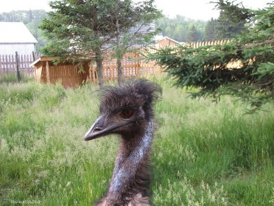 Arthur l'meu - Arthur the Emu