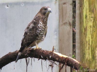 Petite Buse - Broad-winged Hawk