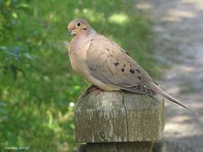 Tourterelle triste - Mourning Dove