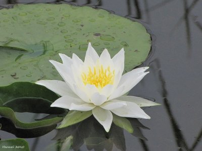 Nnuphar - Water lily
