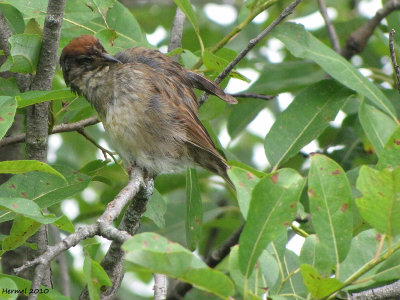 Bruant des marais - Swamp Sparrow