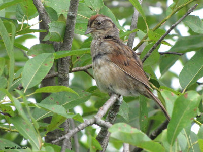 Bruant des marais - Swamp Sparrow