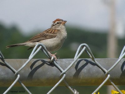 Bruant familier - House Sparrow