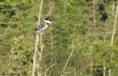 Martin-pcheur - Eastern Kingfisher