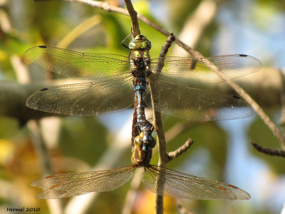 Libellules - Dragonflies