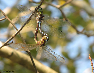 Libellules - Dragonflies