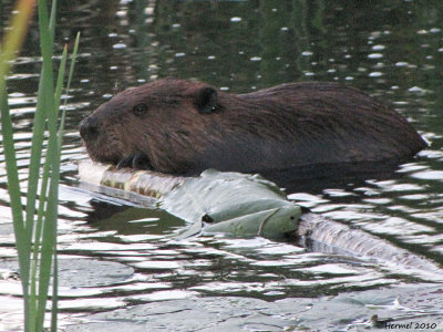 Castor - Beaver