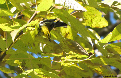 Paruline  gorge noire - Black-throated green Warbler