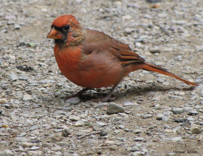 Cardinal rouge - Northern Cardinal