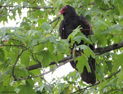 Urubu à tête rouge - Turkey Vulture