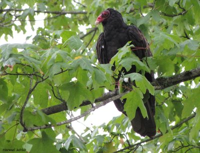 Urubu  tte rouge - Turkey Vulture