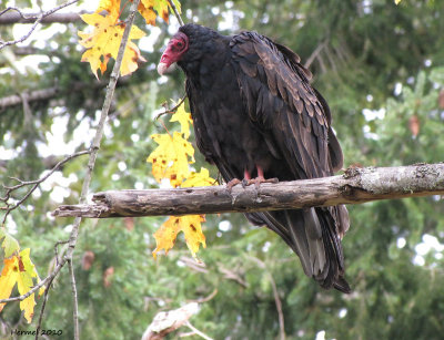 Urubu  tte rouge - Turkey Vulture