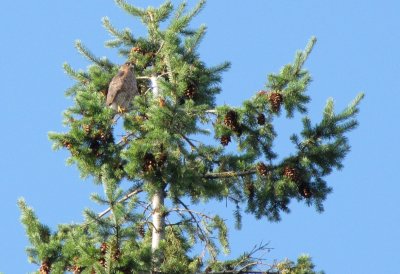 Epervier brun - Sharp-shinned Hawk