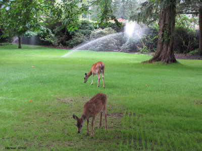 Filberg Park, Comox B.C.