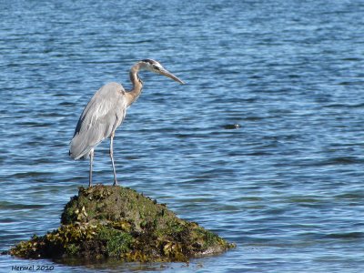 Grand Héron - Great Blue Heron