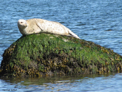 Phoque - Seal