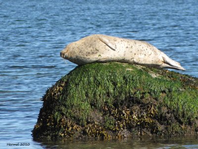 Phoque - Seal