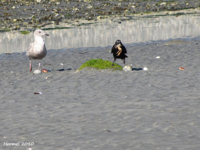 Goland et Corneille du nord-ouest - Gull and Northwestern Crow 