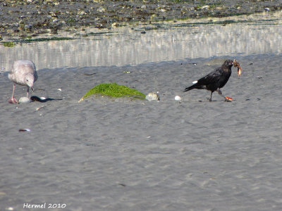Goland et Corneille du nord-ouest  - Gull and Northwestern Crow