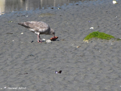 Goéland - Gull