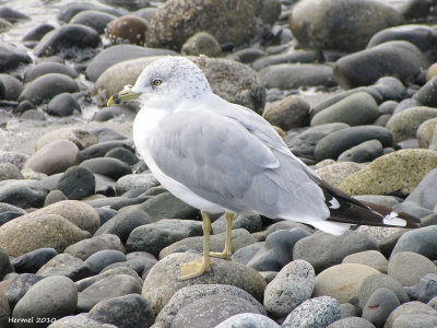 Goland  bec cercl - Ring-billed Gull