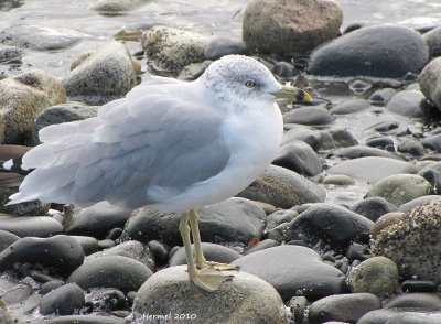 Goéland à bec cerclé - Ring-billed Gull