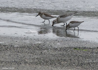 Bécasseau d'Alaska, Sanderling - Western Sandpiper