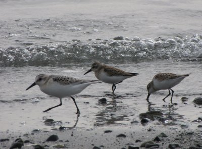 Bcasseau d'Alaska, Sanderling - Western Sandpiper