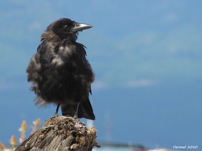 Corneille du nord-ouest - Northwestern Crow